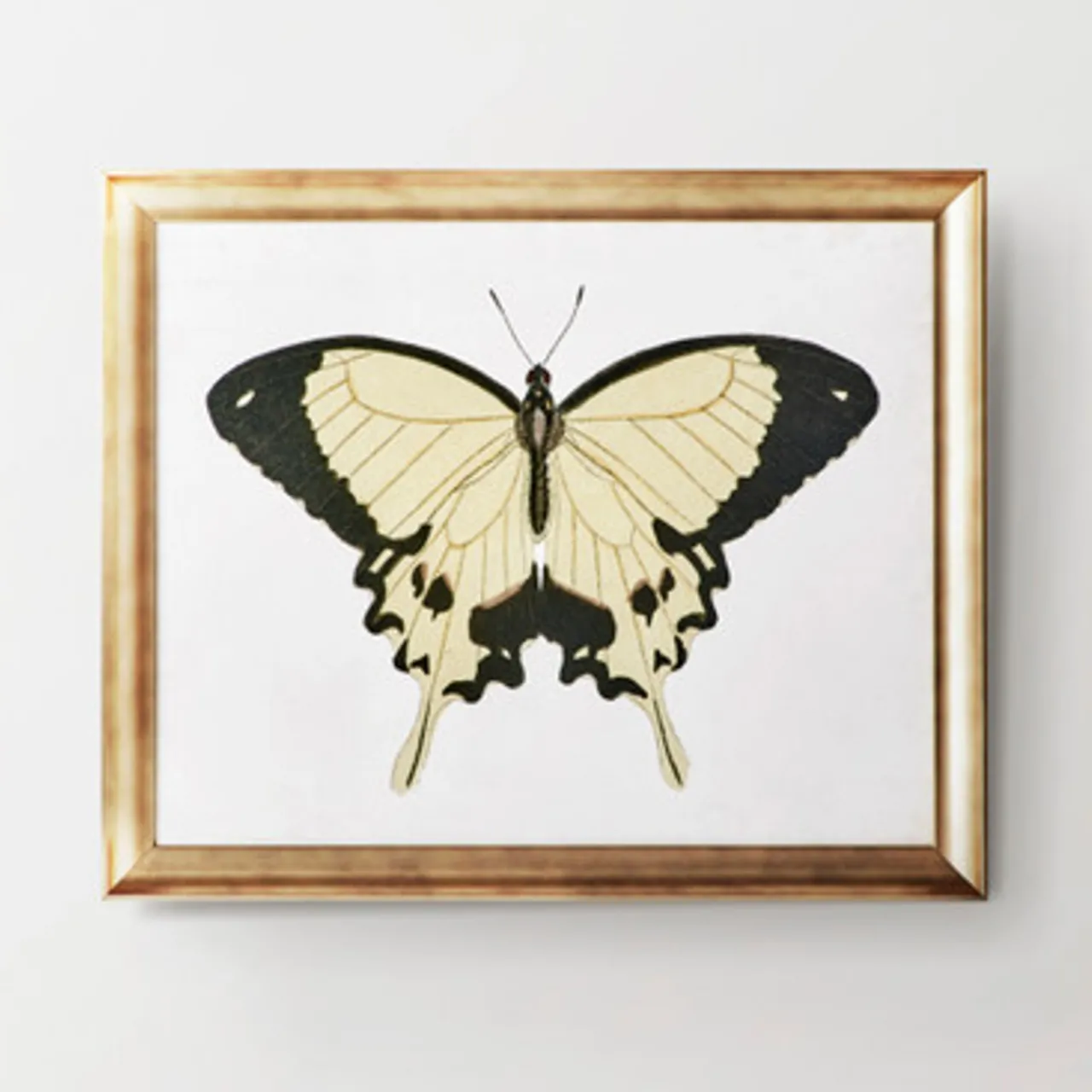 Z Gallerie Beautiful Butterfly 1> Series | Framed Art