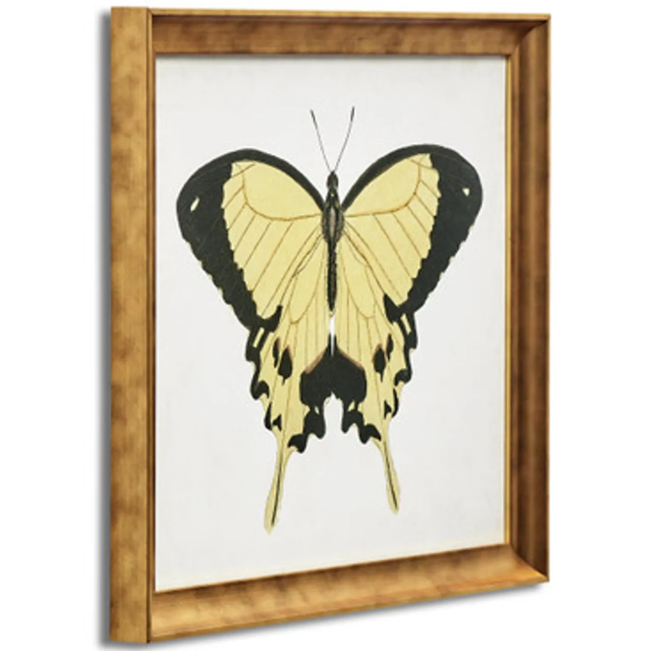 Z Gallerie Beautiful Butterfly 1> Series | Framed Art