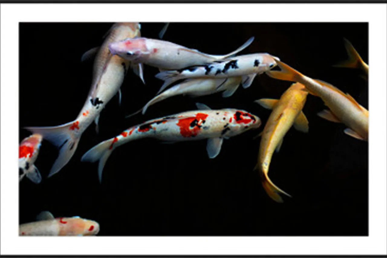 Z Gallerie Gathering Fish II> Framed Art | Living Room Art