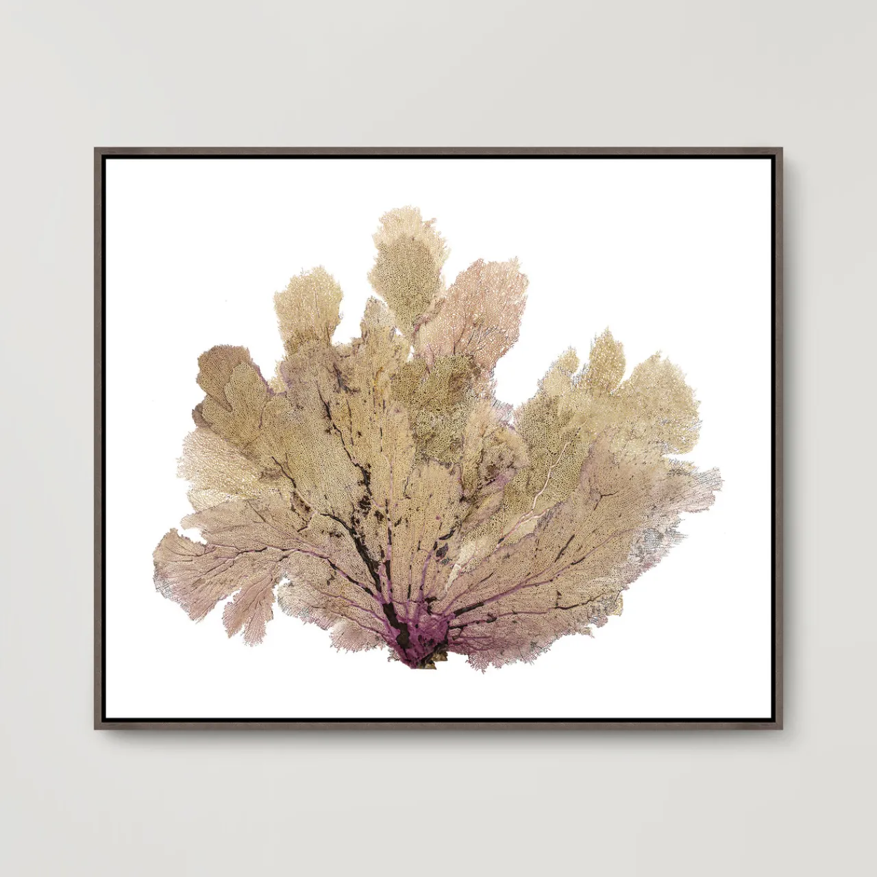 Z Gallerie Golden Seafan​> Framed Art | Canvas