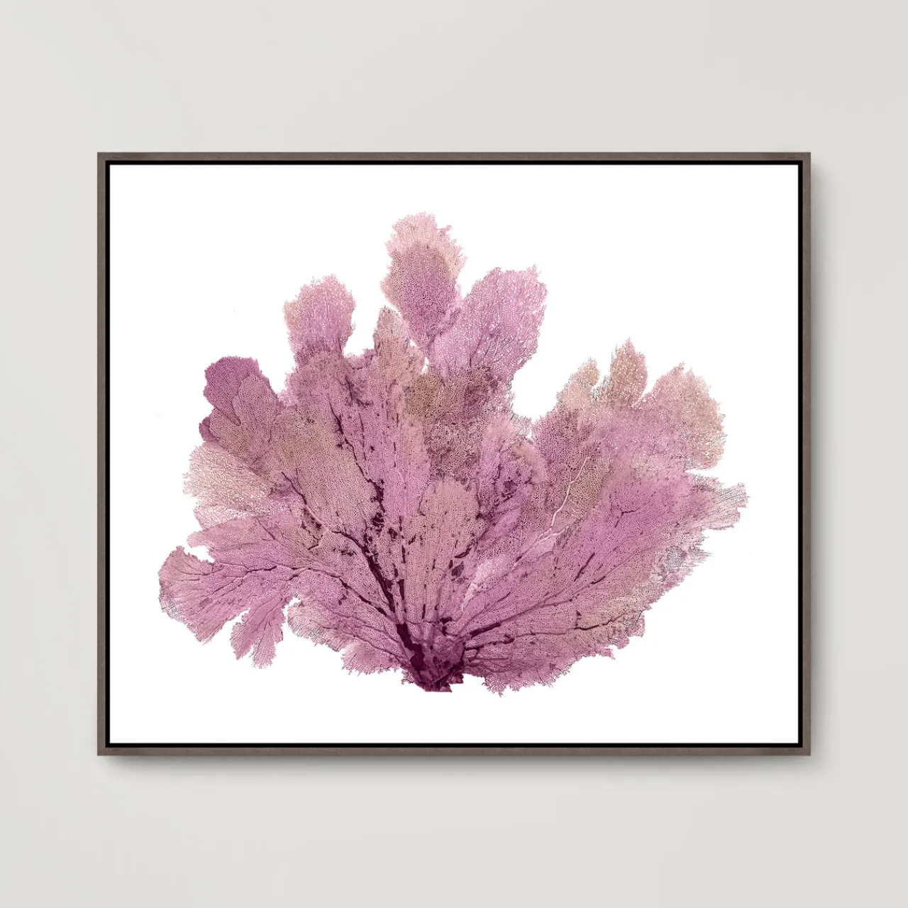 Z Gallerie Purple Seafan> Framed Art | Canvas